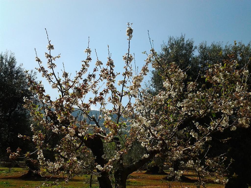 ファザーノLa Collina Degli Uliviアパートメント エクステリア 写真
